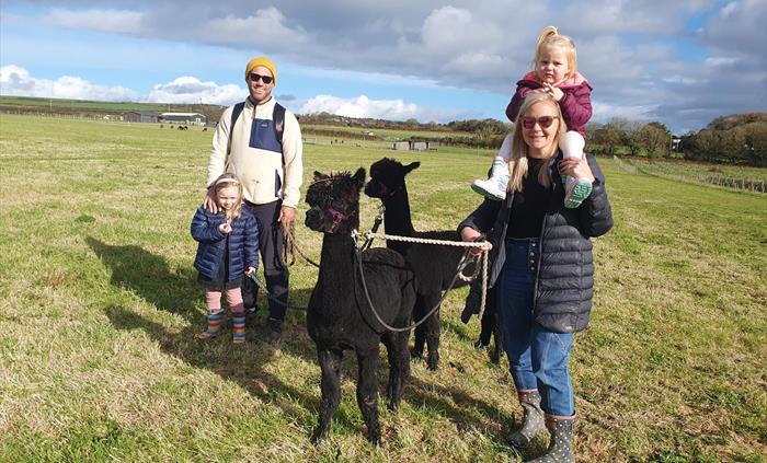 Alpaca Walking at Sweet Home Alpaca